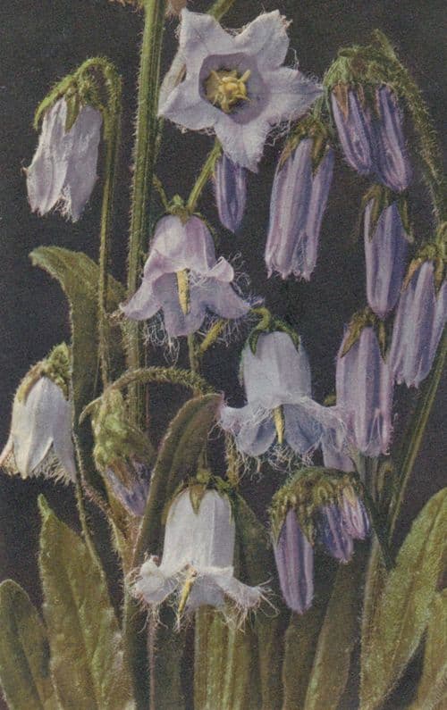 Bearded Bellfower Campanula Barbata Vintage Flower Postcard