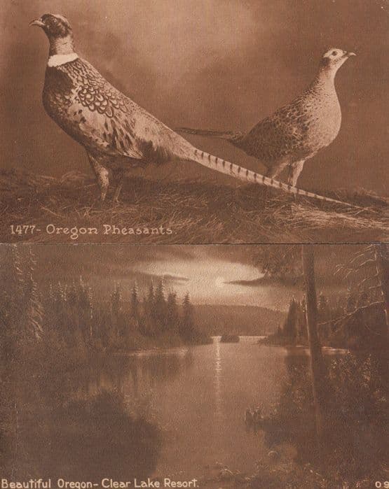 Beautiful Oregon Pheasants Clear Lake Resort 2x Postcard s