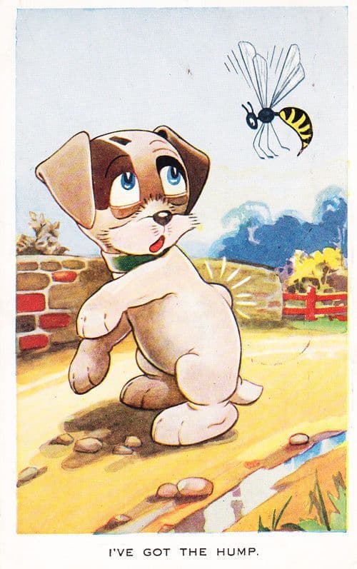 Bee Wasp Insect Stings Attacking Dog I've Got The Hump Comic Postcard