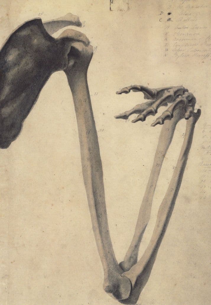 Benjamin Haydon Bones Of The Human Arm Skeleton Painting Postcard