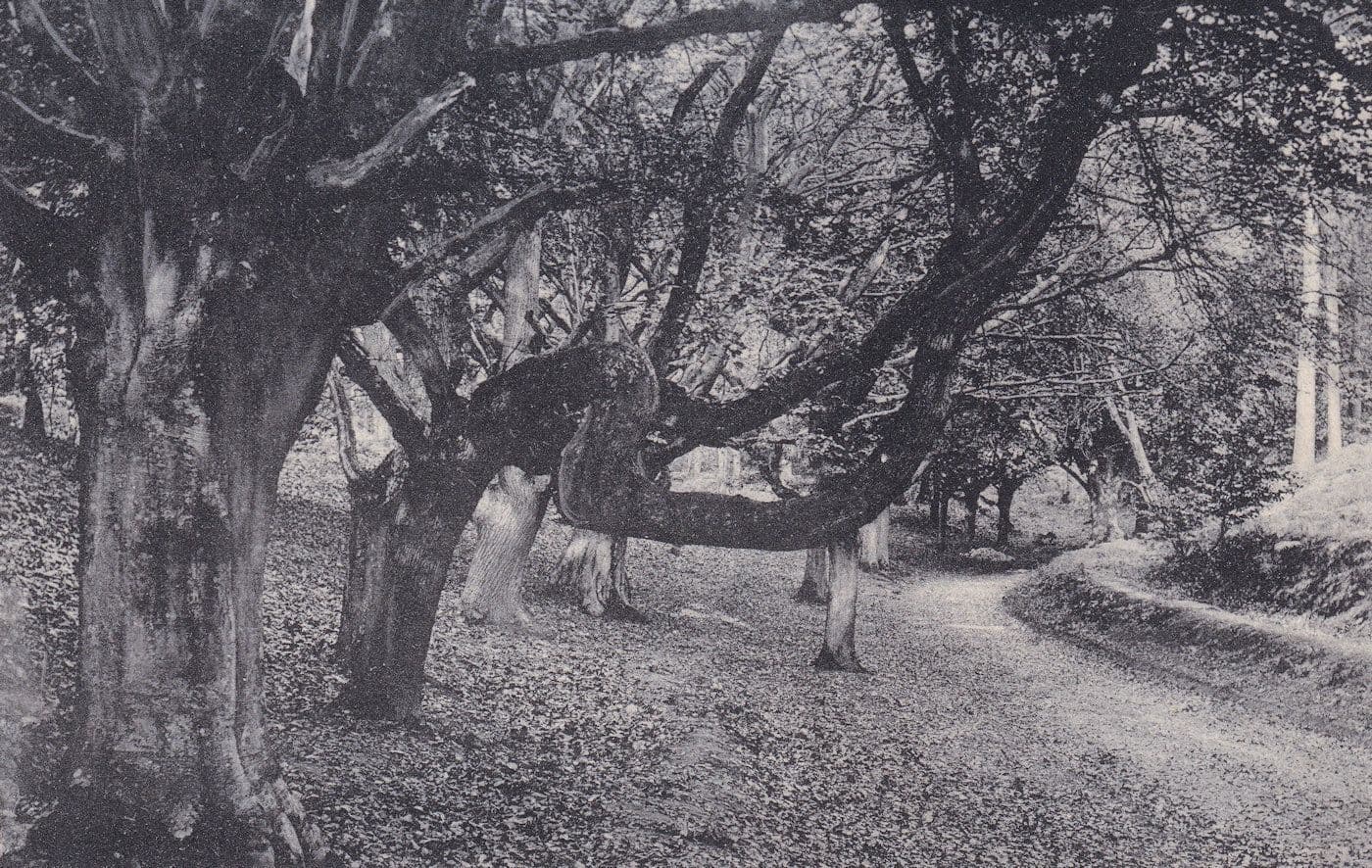 Bent Tree Lions Mouth Cromer Norfolk Antique Postcard