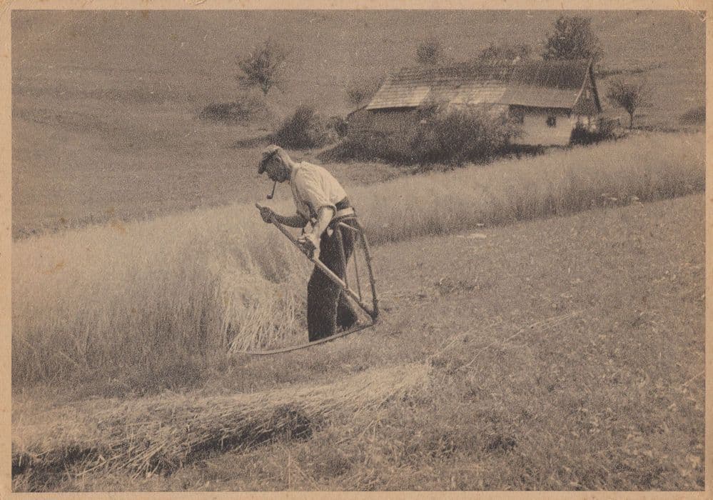 Berlin German Farmer Smoking Pipe in Hay Old Postcard