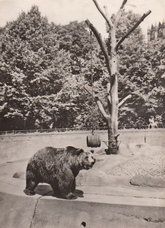 Berlin Zoo Wildlife Park Angry Bear Germany Postcard