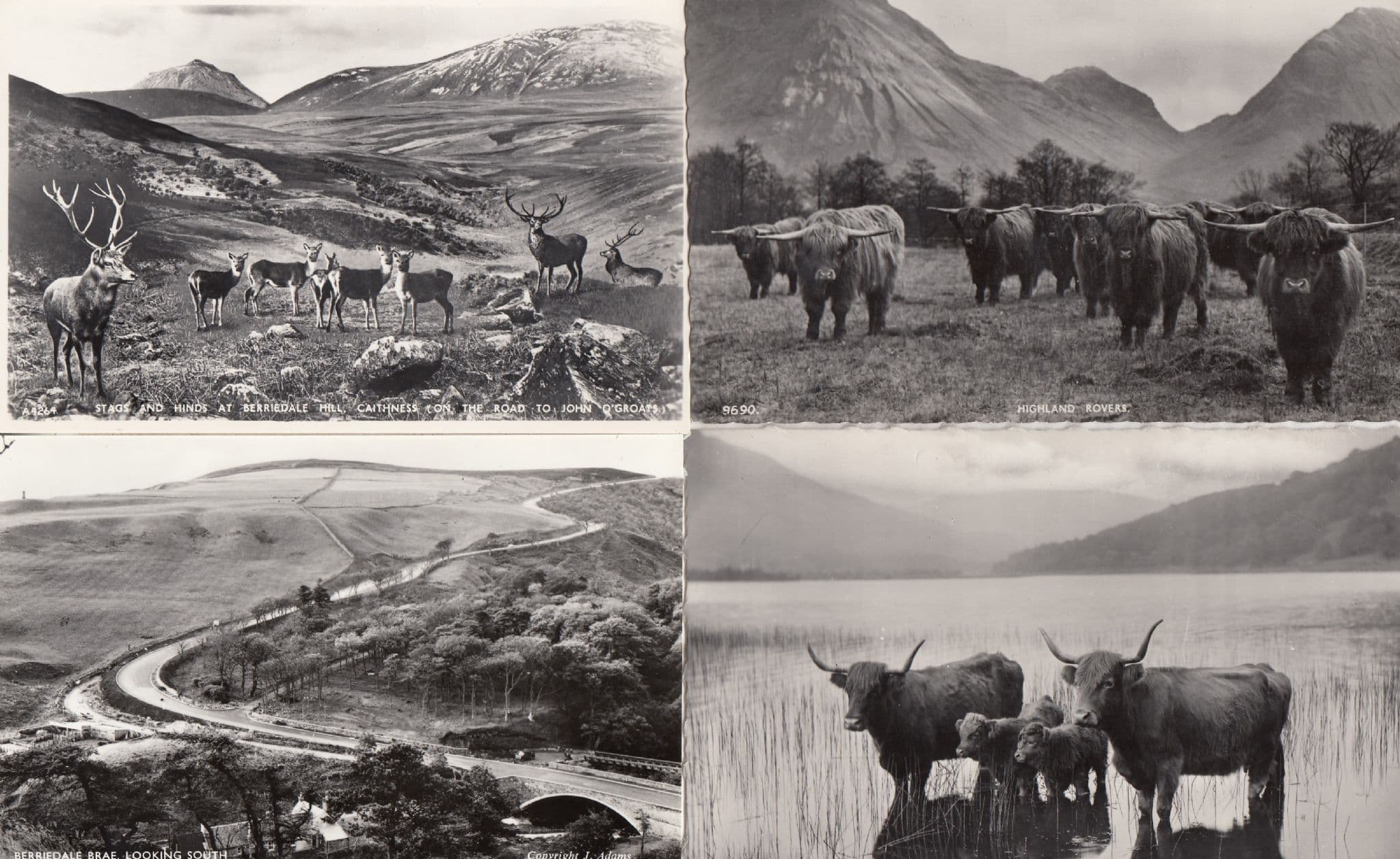 Berriedale Hill Brae Deer Highland Cattle Rovers 4x Real Photo Postcard s