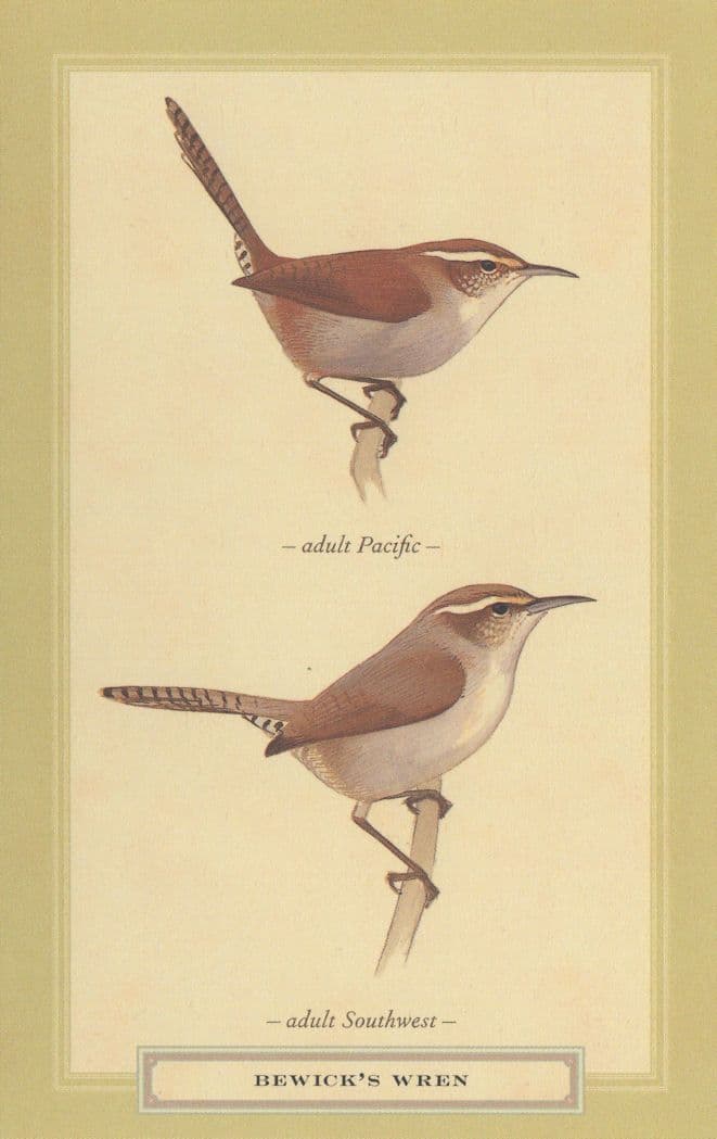 Bewick's Wren Adult Pacific Southwest Bird Postcard