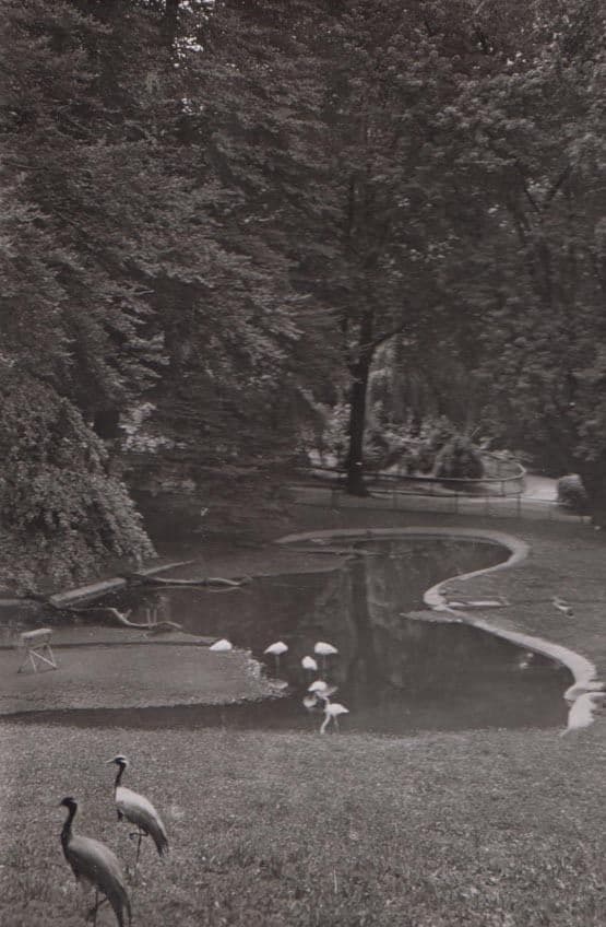 Bird Swans At Wuppertal Zoo German Real Photo Postcard