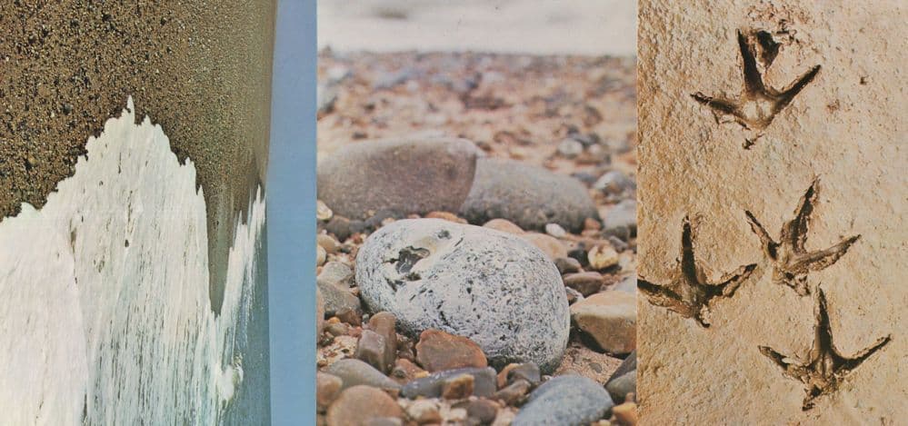 Bird Tracks Burnham Deepdale Blakeney Point Norfolk 3x Postcard s