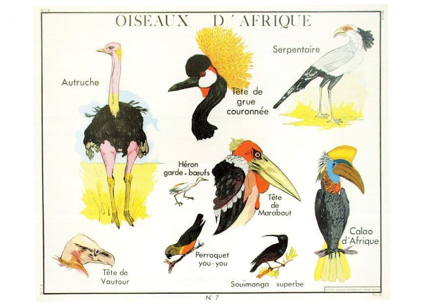 Birds Of Africa Old School Wall Chart Educational Postcard