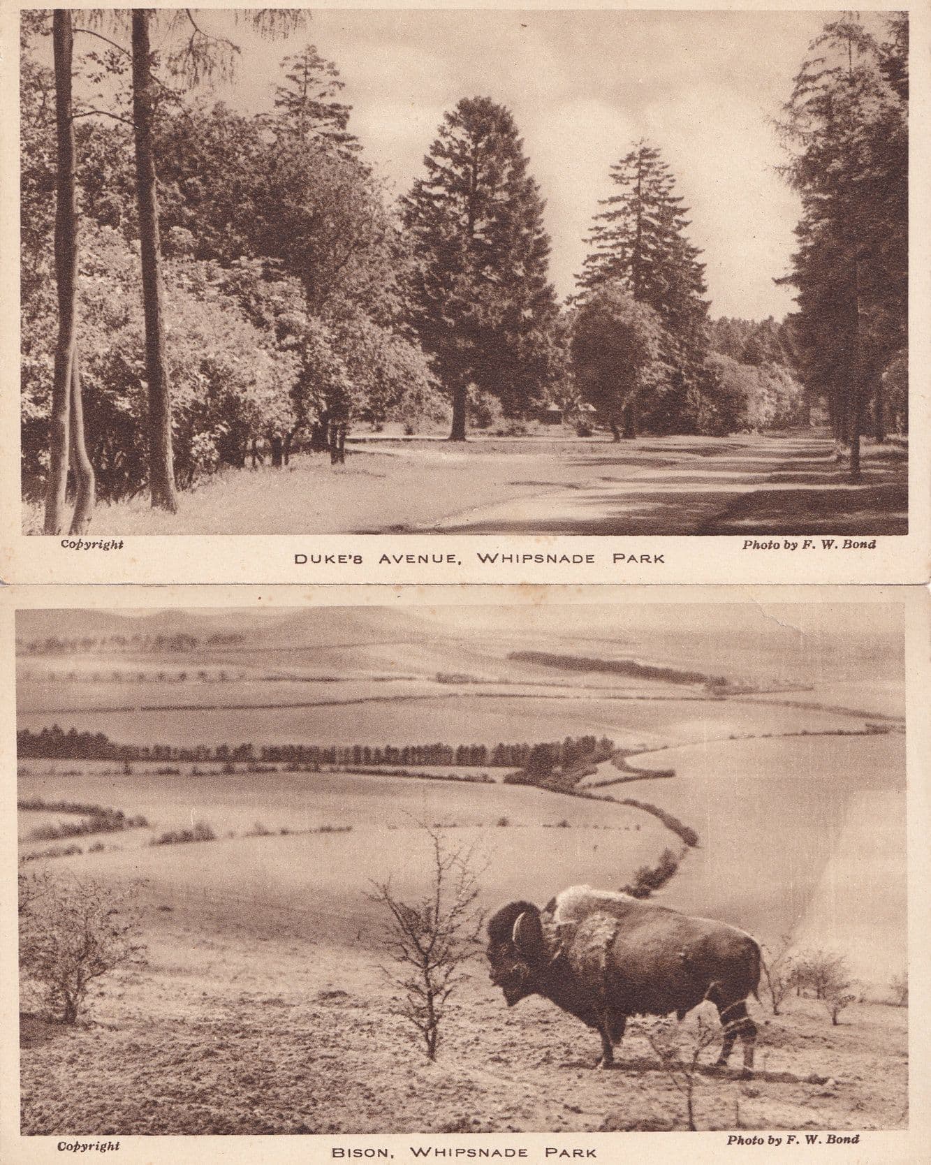 Bison Dukes Avenue Whipsnade Park 2x Old Postcard s