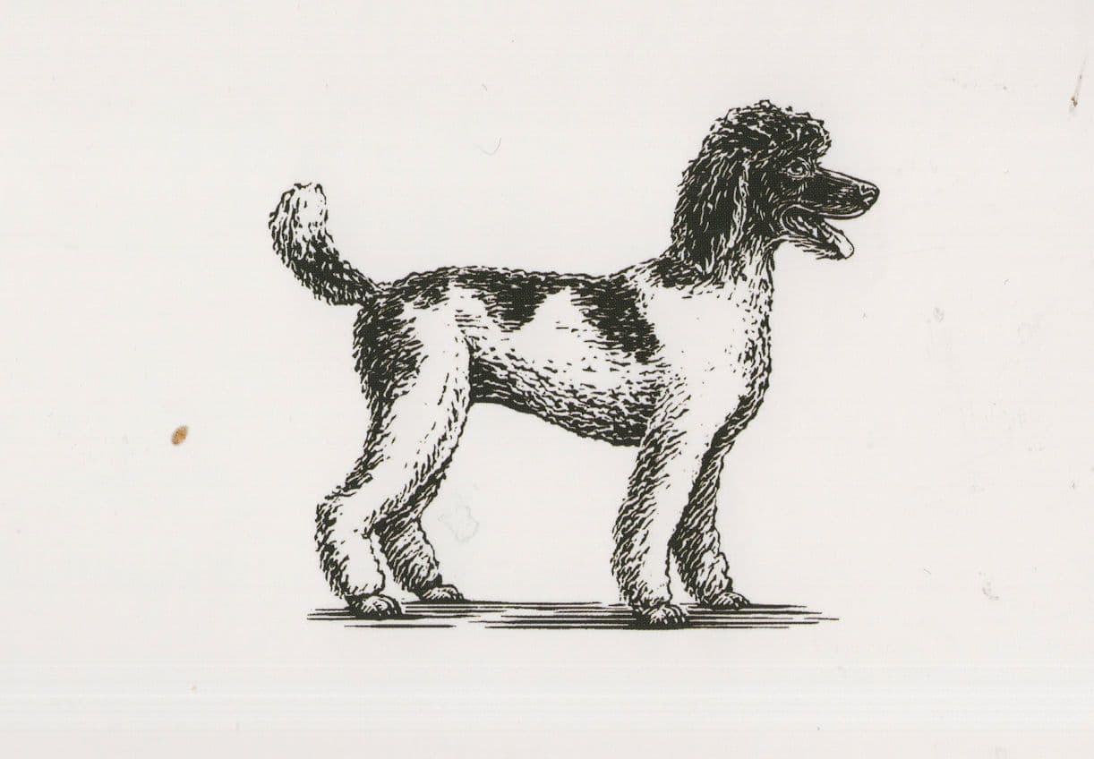 Black Face White Body Poodle Dog Painting Postcard