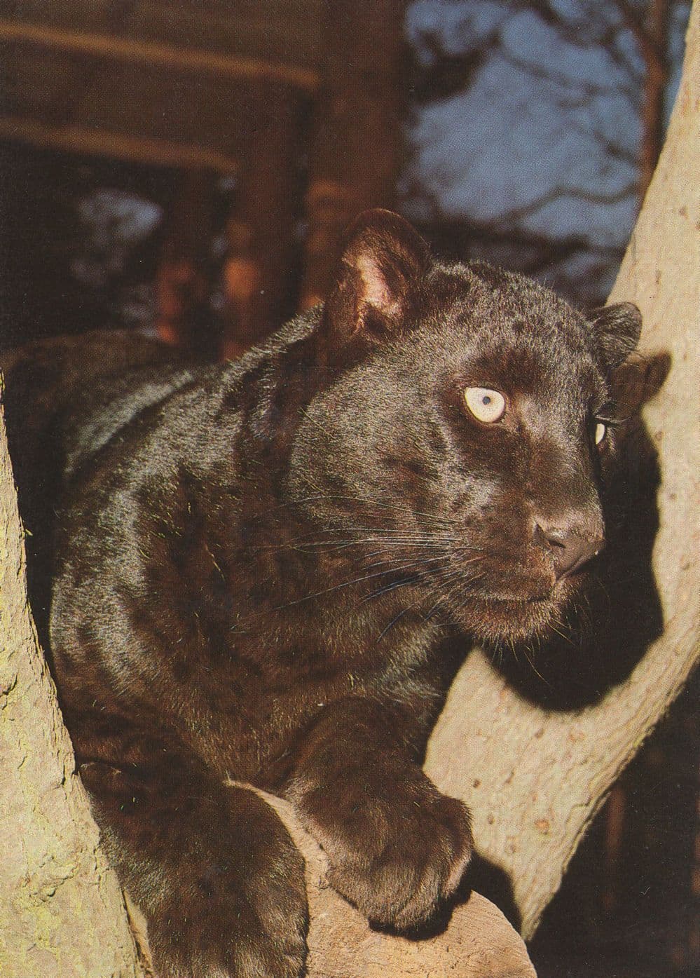Black Panther at Howletts Zoo Canterbury Kent Postcard