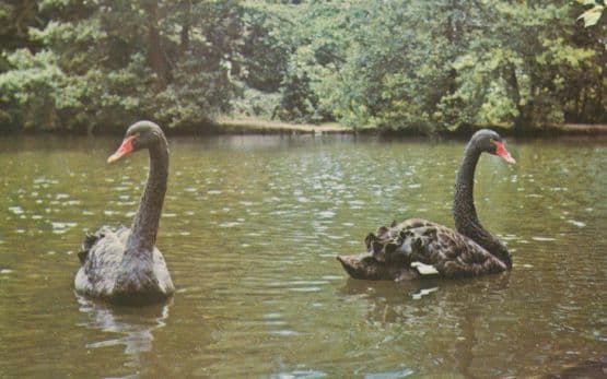 Black Swans Swan Colchester Essex Zoo Rare Postcard
