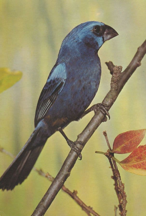 Blue Bishop Cardinal Bleu Bird Postcard
