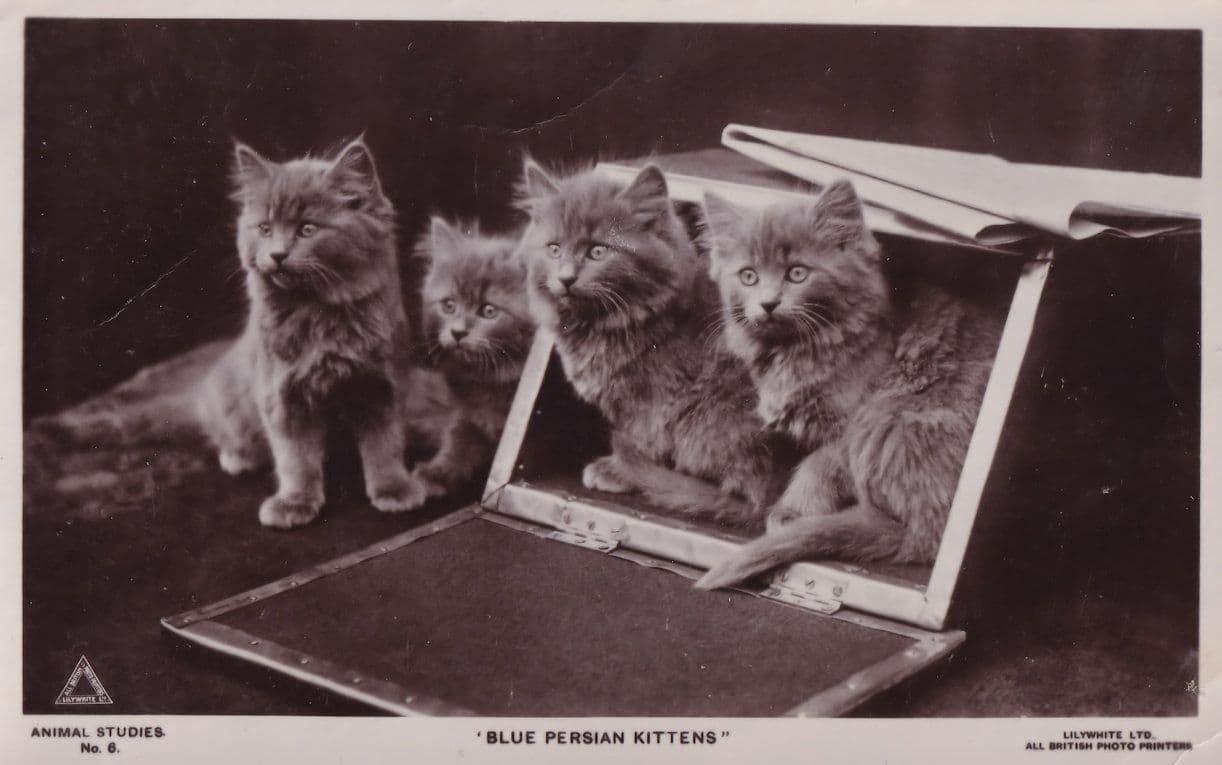 Blue Persian Kittens Cat 2x Old Cats Postcard s