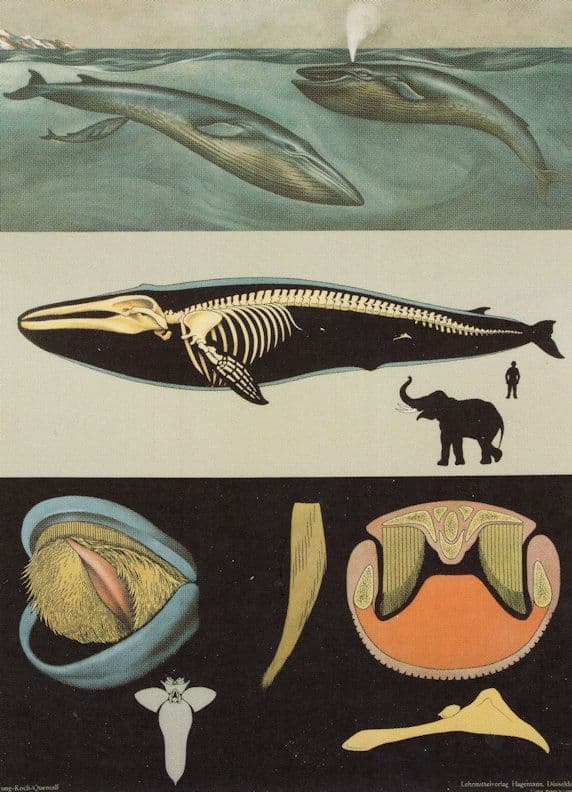 Blue Whale Marine Mammal Old French School Wall Chart Postcard