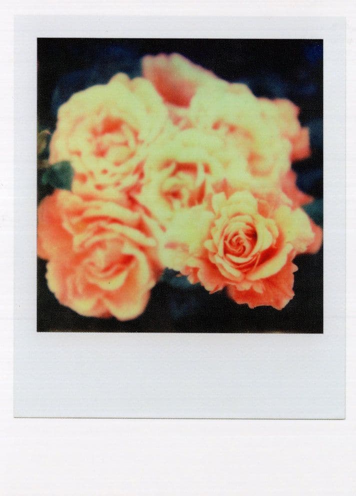 Bocquet Bunch Of Carnations Award Flower Analogue Photo Postcard