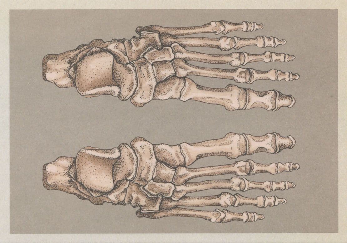 Bones Of The Feet Foot Skeleton Inside Our Shoes Morbid Postcard