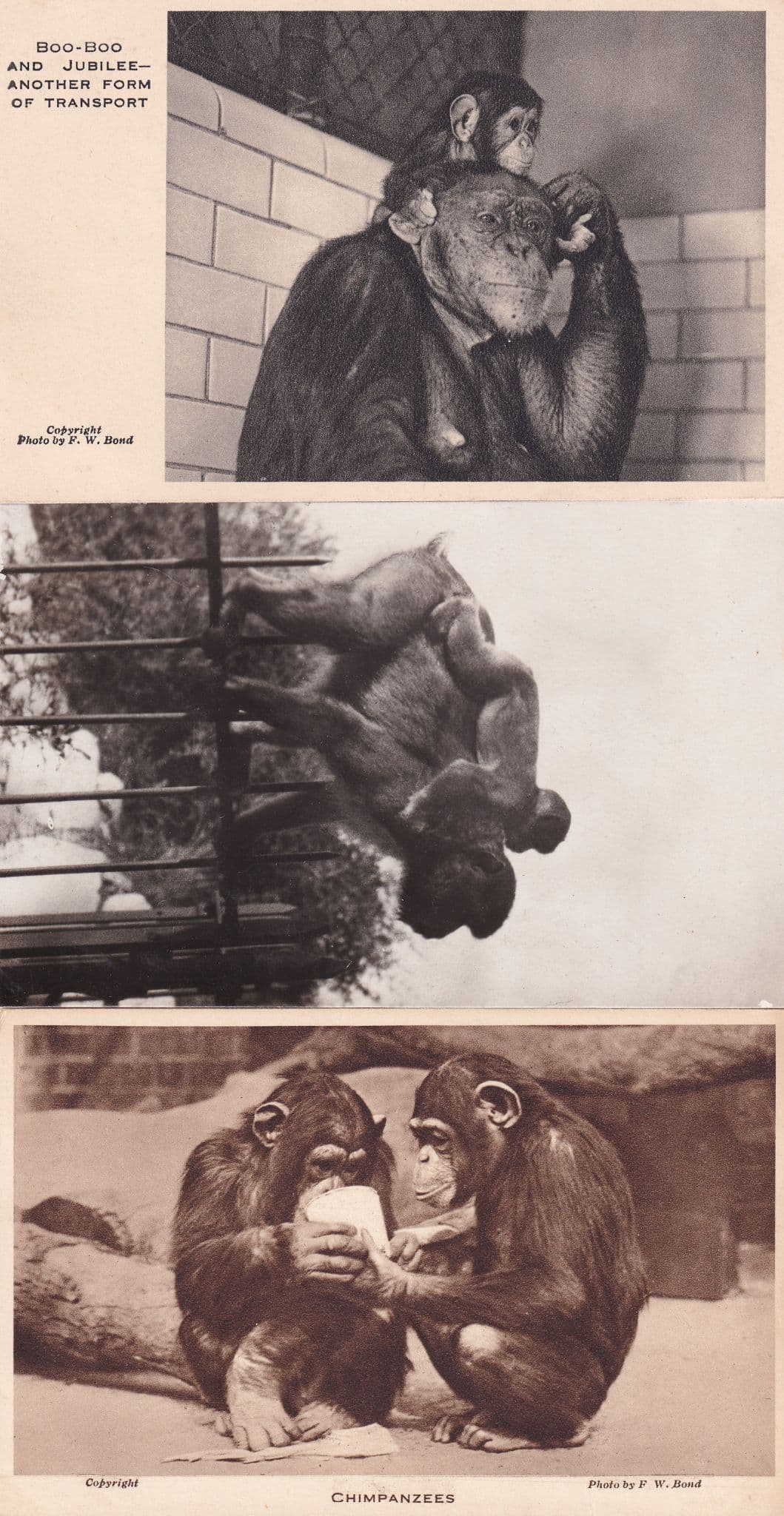 Boo Boo & Jubilee London Zoo Monkey Chimpanzee 3x Postcard s