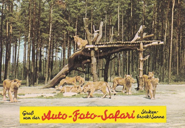Born Free Lions Stukenbrock in der Senne Grosswild Safari German Postcard