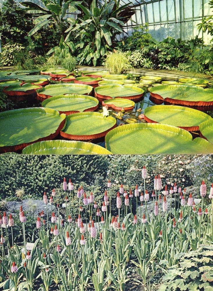 Botanic Gardens Edinburgh Tropical Aquatic House 2x Postcard s
