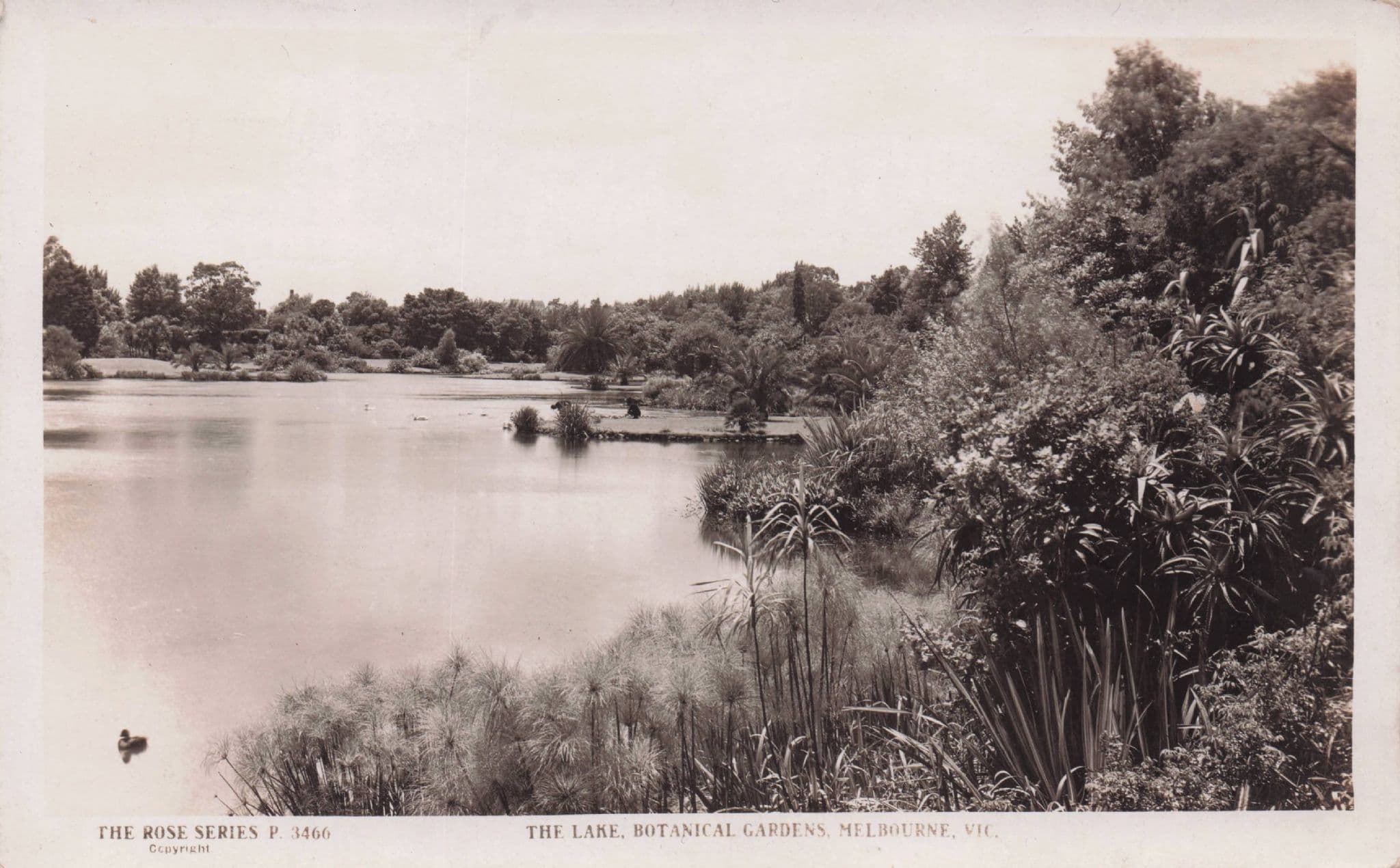 Botanical Gardens Lake Melbourne Australia 1921 Real Photo Postcard
