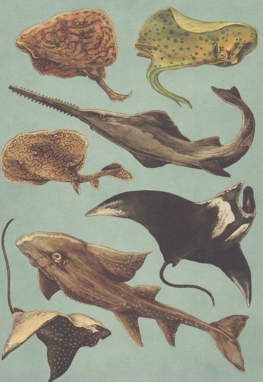 Bowmouth Guitarfish Spotted Eagle Ray Manta Marbled Electric Fish Postcard