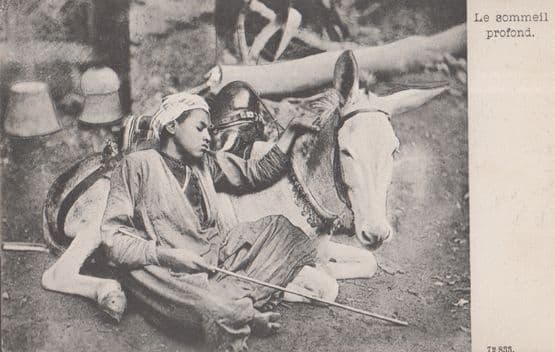 Boy Sleeping Next To Donkey Stick Antique Egyptian Postcard