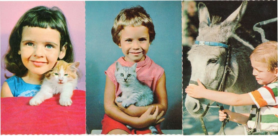 Boy With Pony Horse Child With Kitten Cat 3x 1960s Postcard s