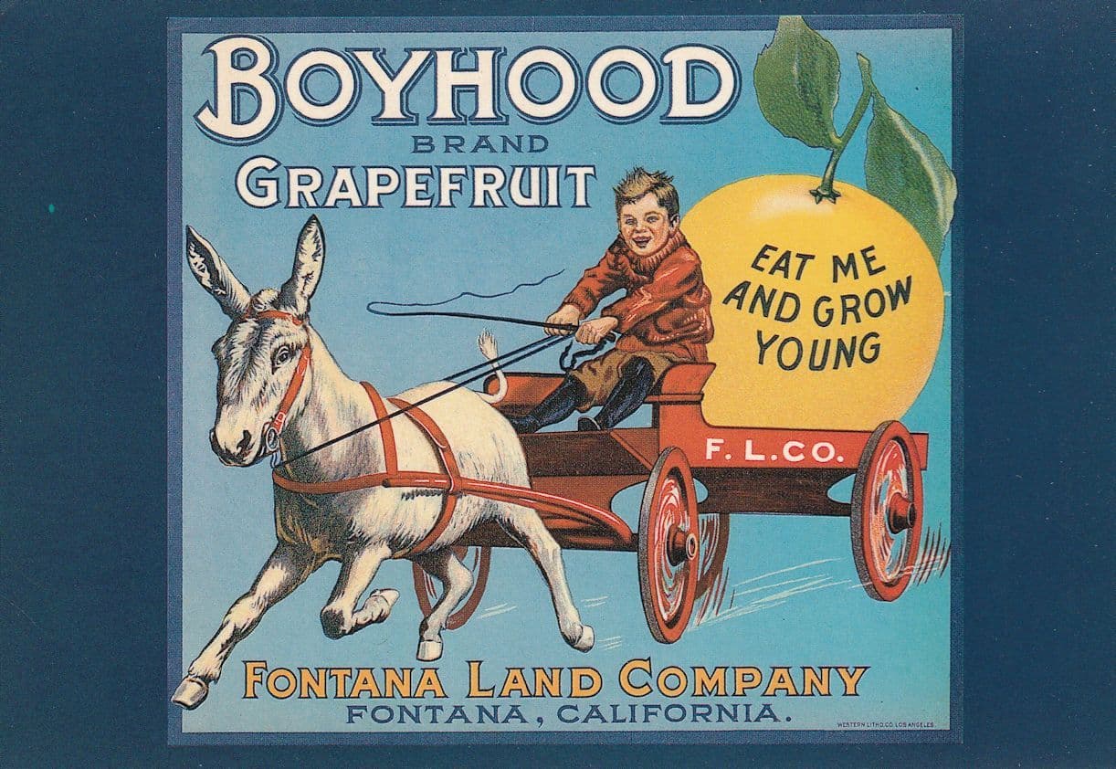 Boyhood Grapefruit California Fruit Advertising Postcard