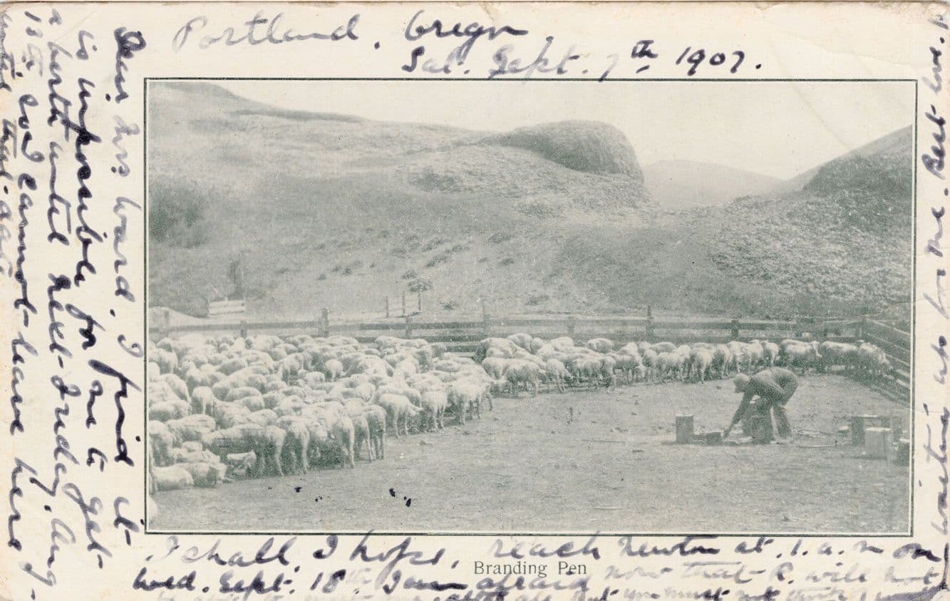 Branding Pen Old Farming USA Cattle Portland Postcard