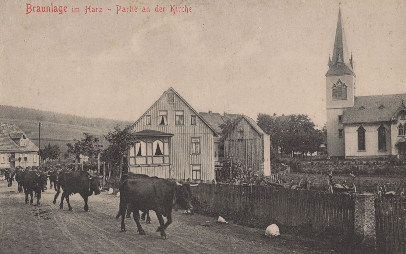 Braunlage Im Harz Partie An Der Kirche Cattle German Postcard