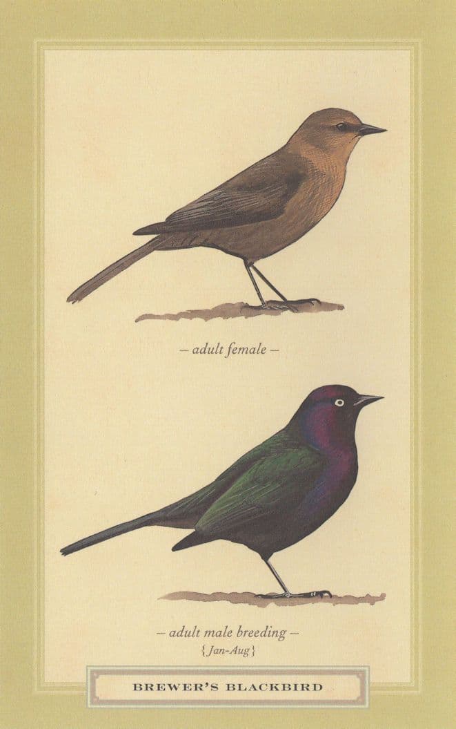 Brewers Blackbird Breeding Stunning Bird Postcard