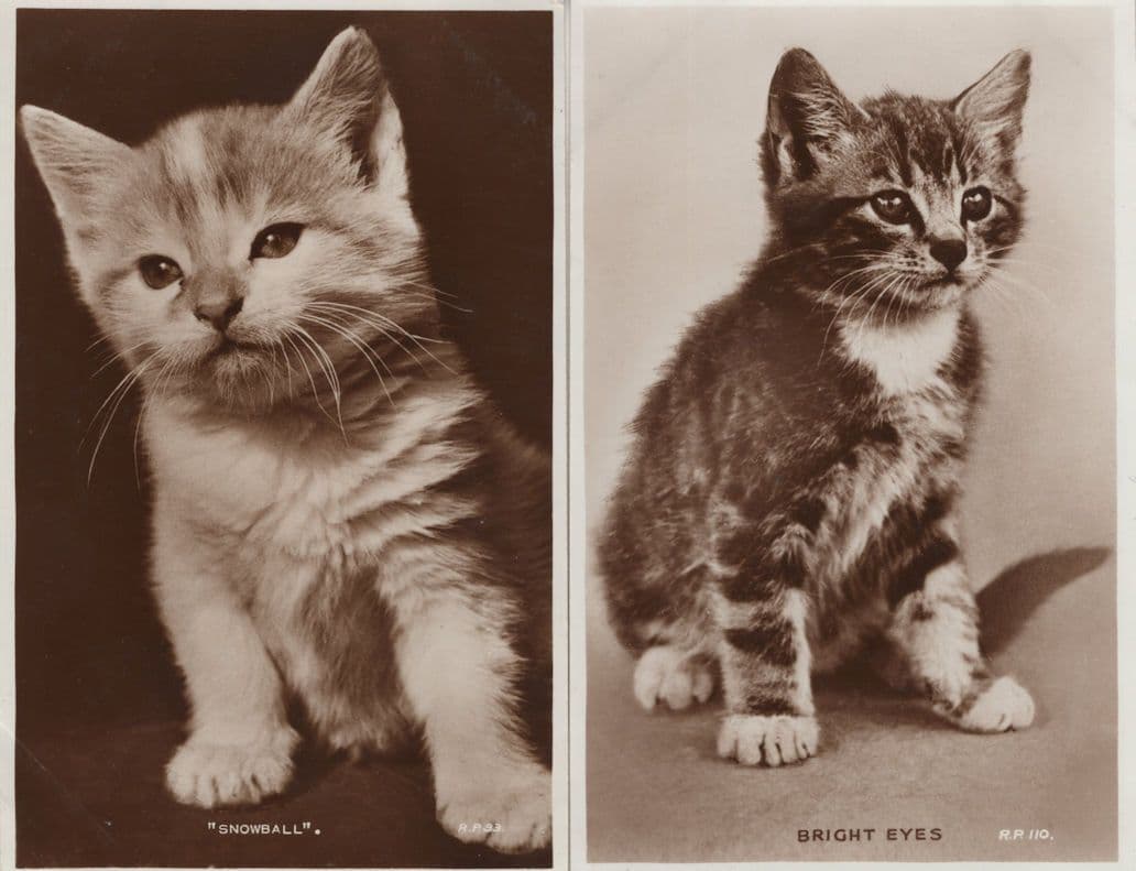 Bright Eyes Snowball 2x Valentines Cat Real Photo Postcard