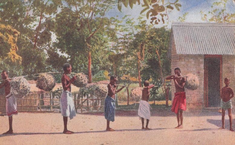 Bringing Fowls for Sale Nyasaland Africa University Mission Postcard