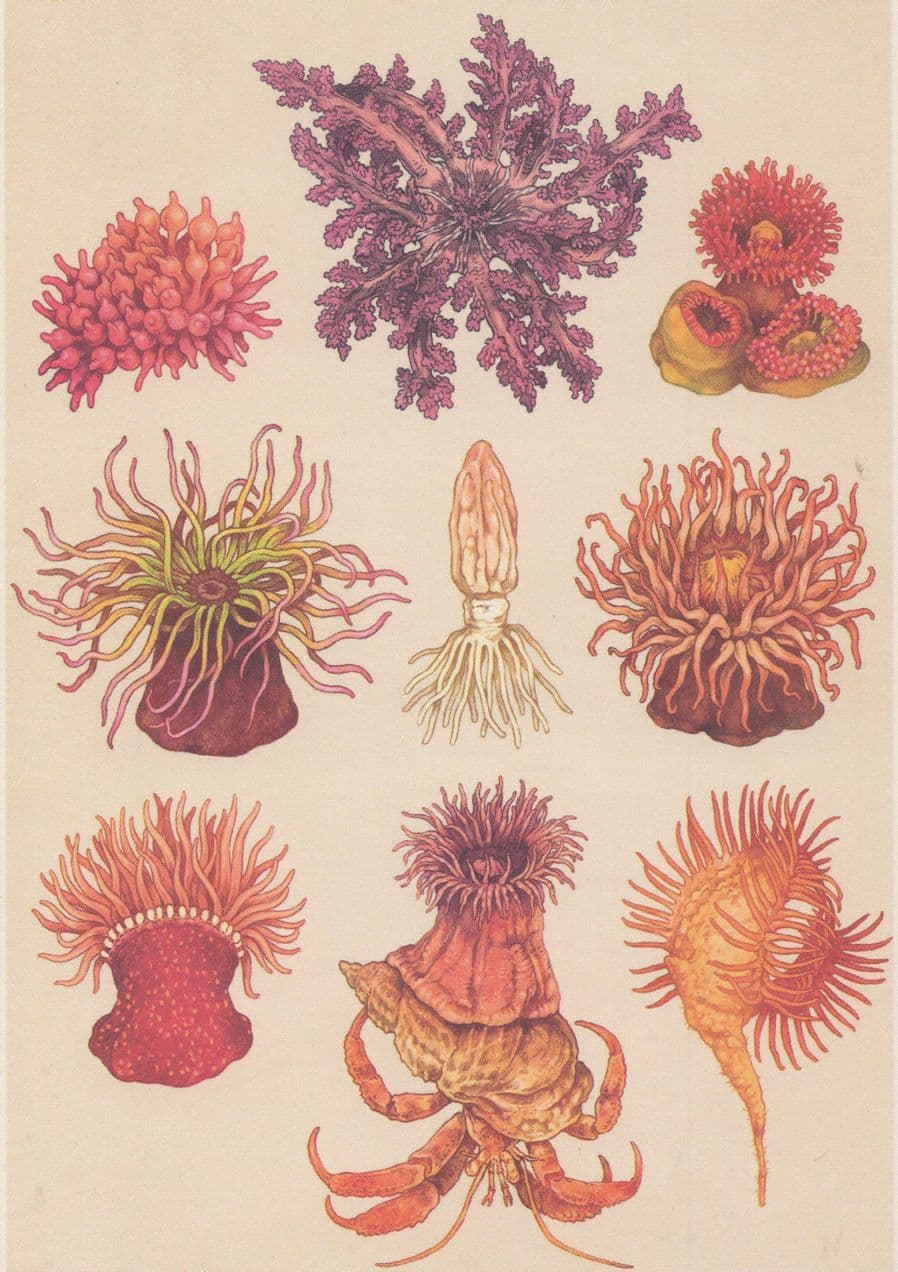Bubble Tip Hells Fire Jewel Parasitic Strawberry Anemone Fish Eating Postcard