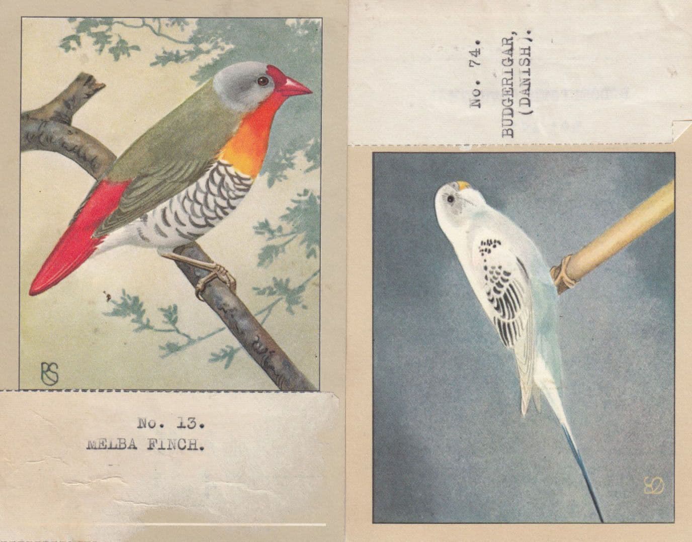 Budgerigar from Denmark Finch 2x Antique Postcard s