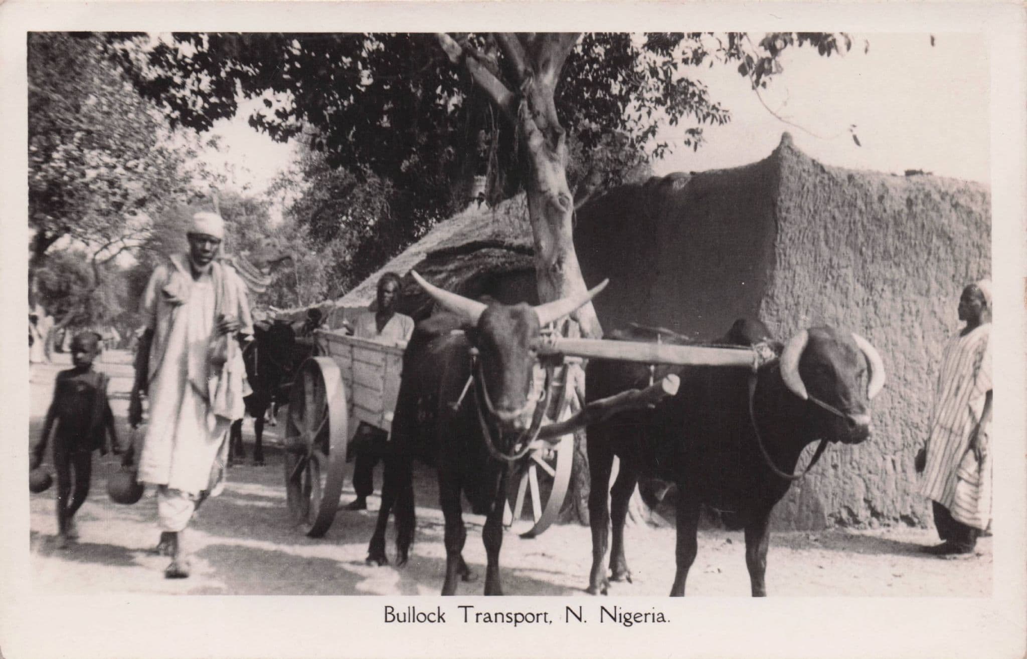Bullock Transport Nigeria Africa Old Real Photo Postcard