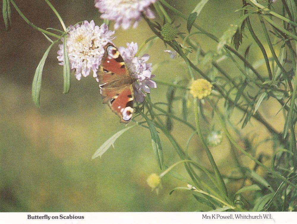 Butterfly on Scabious Flower Whitchurch Hampshire Postcard