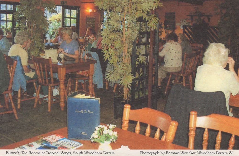 Butterfly Tea Rooms Tropical WIngs South Woodham Ferrers Essex Postcard