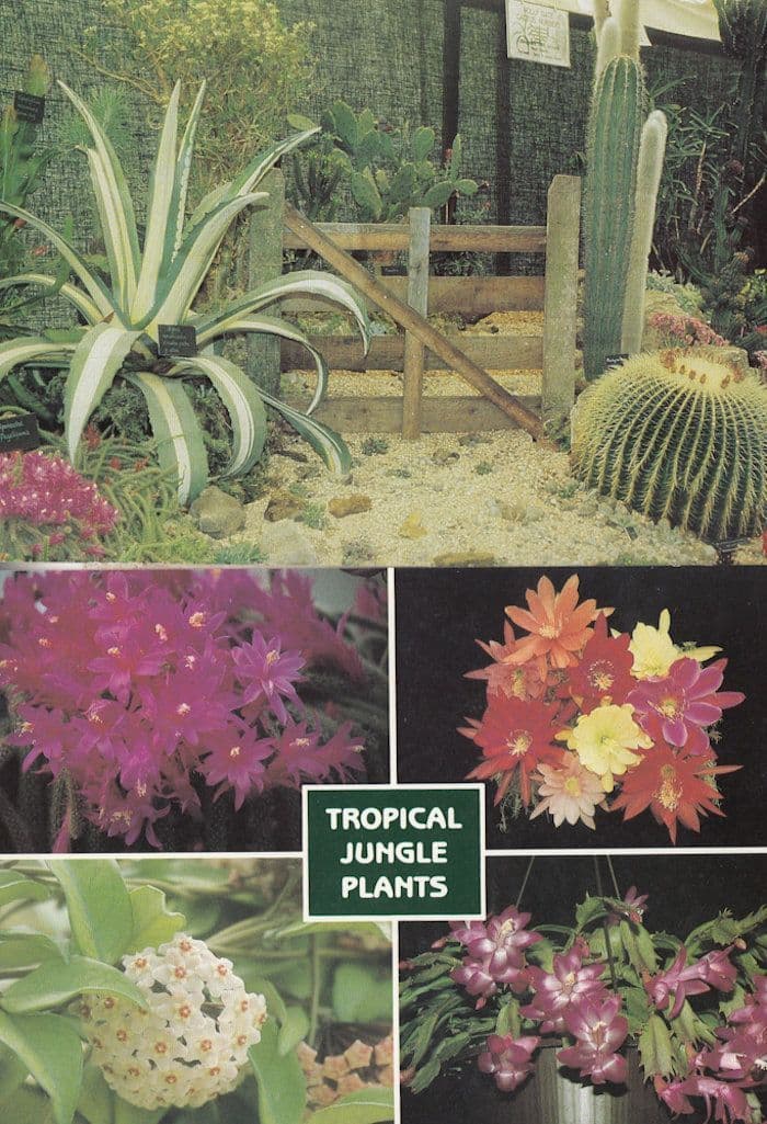 Cactus Garden Sussex Chelsea Flower Show Winning Flowers 2x Postcard