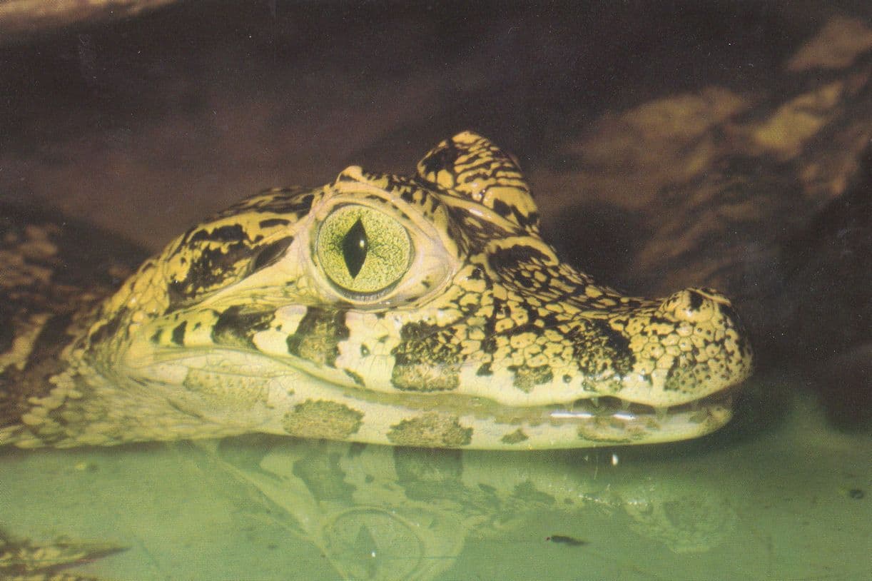 Caiman Crocodile Reflection Postcard