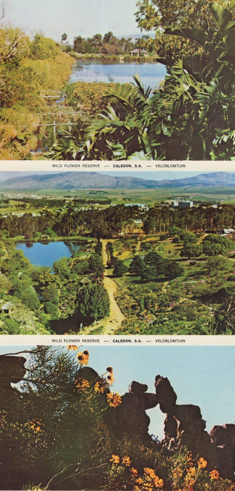 Caledon Wild Flower Reserve South Africa 3x Postcard s