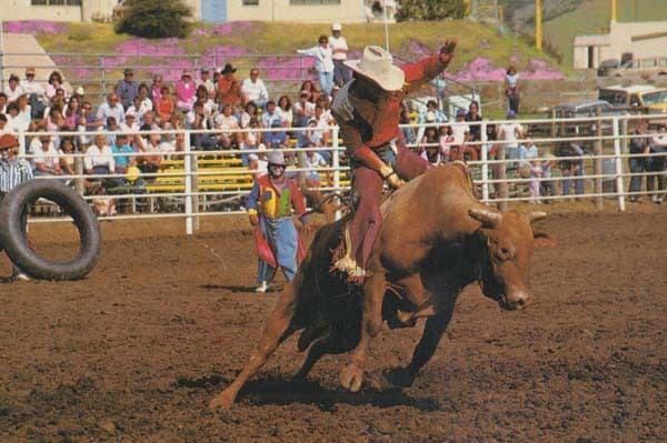 California Rodeo Rodeoing Santa Maria American 1980s USA Postcard