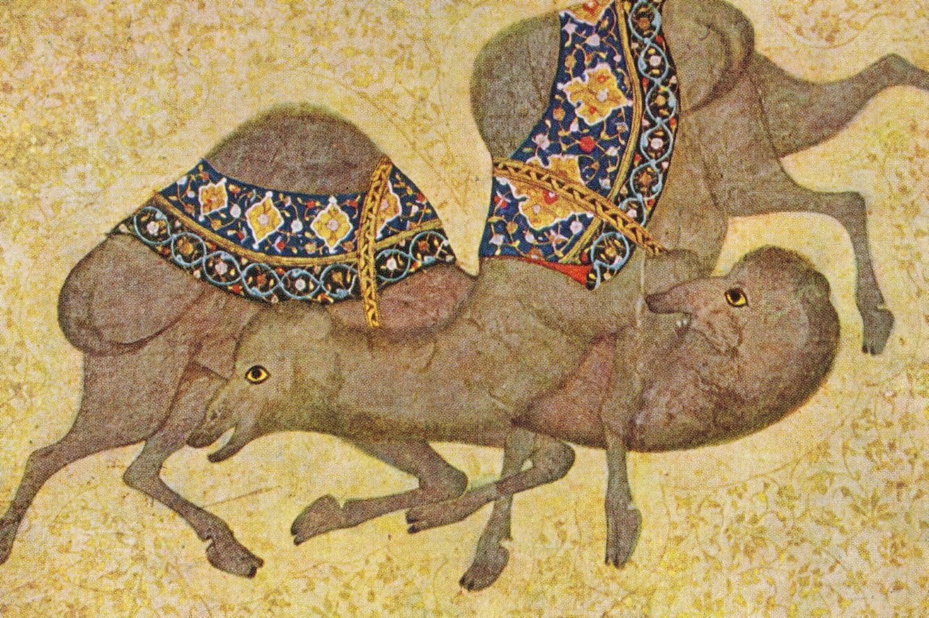 Camel Fight Battle Rare Indian Mughal 1620AD Painting Postcard