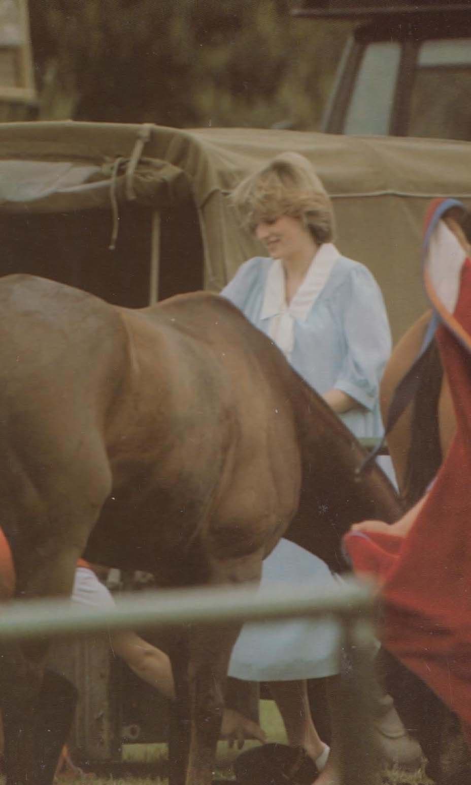 Can You Reach It Princess Diana Horse Tame Taming Photo Royal Postcard