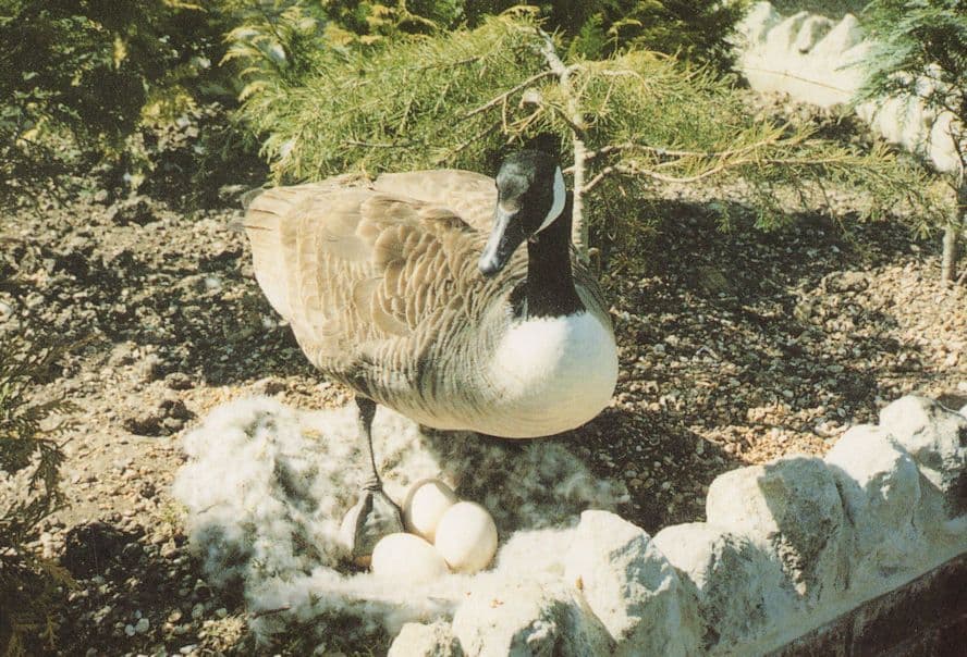Canada Goose & Eggs Flamingo Bird Park Isle Of Wight Postcard