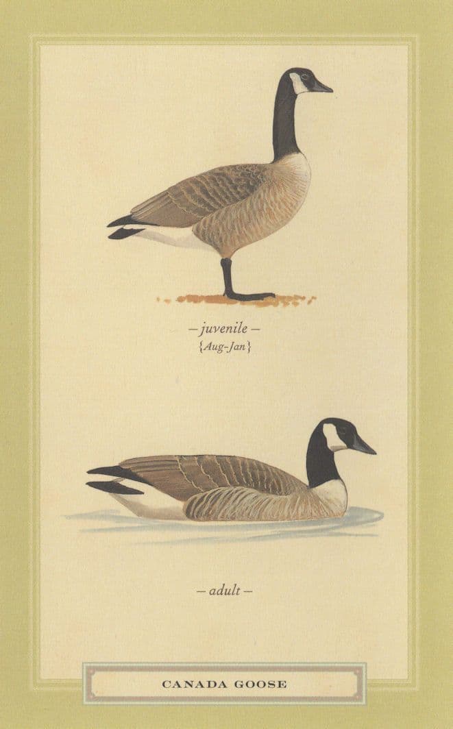 Canada Goose Juvenile & Adult Stunning Bird Postcard