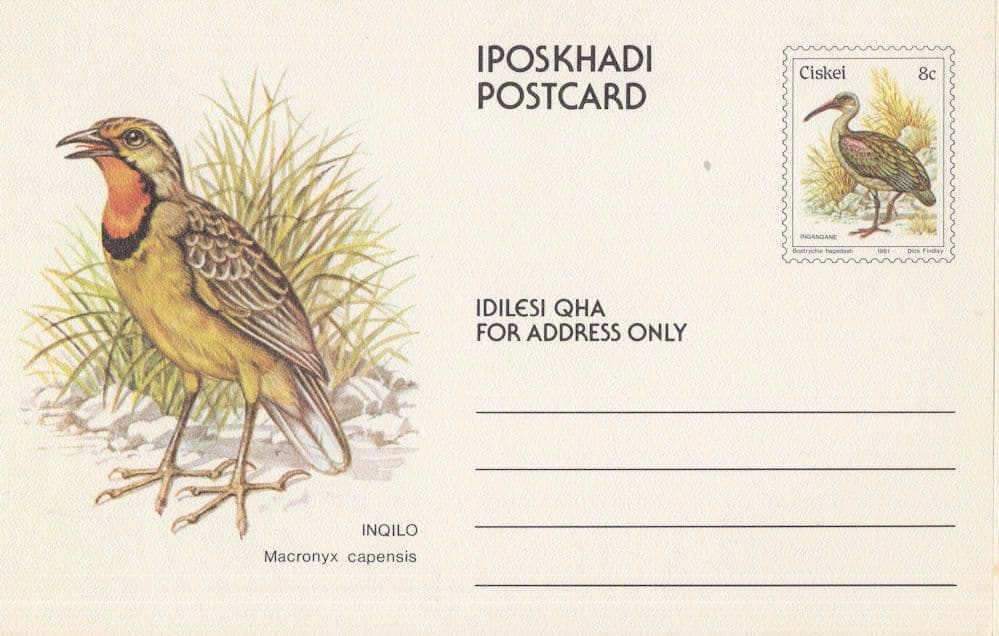 Cape Longclaw South African PB Ciskei Bird Rare Postcard