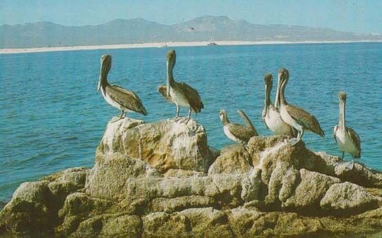 Capo San Lucas Pelican Pelicans Rare Birds Photo Postcard