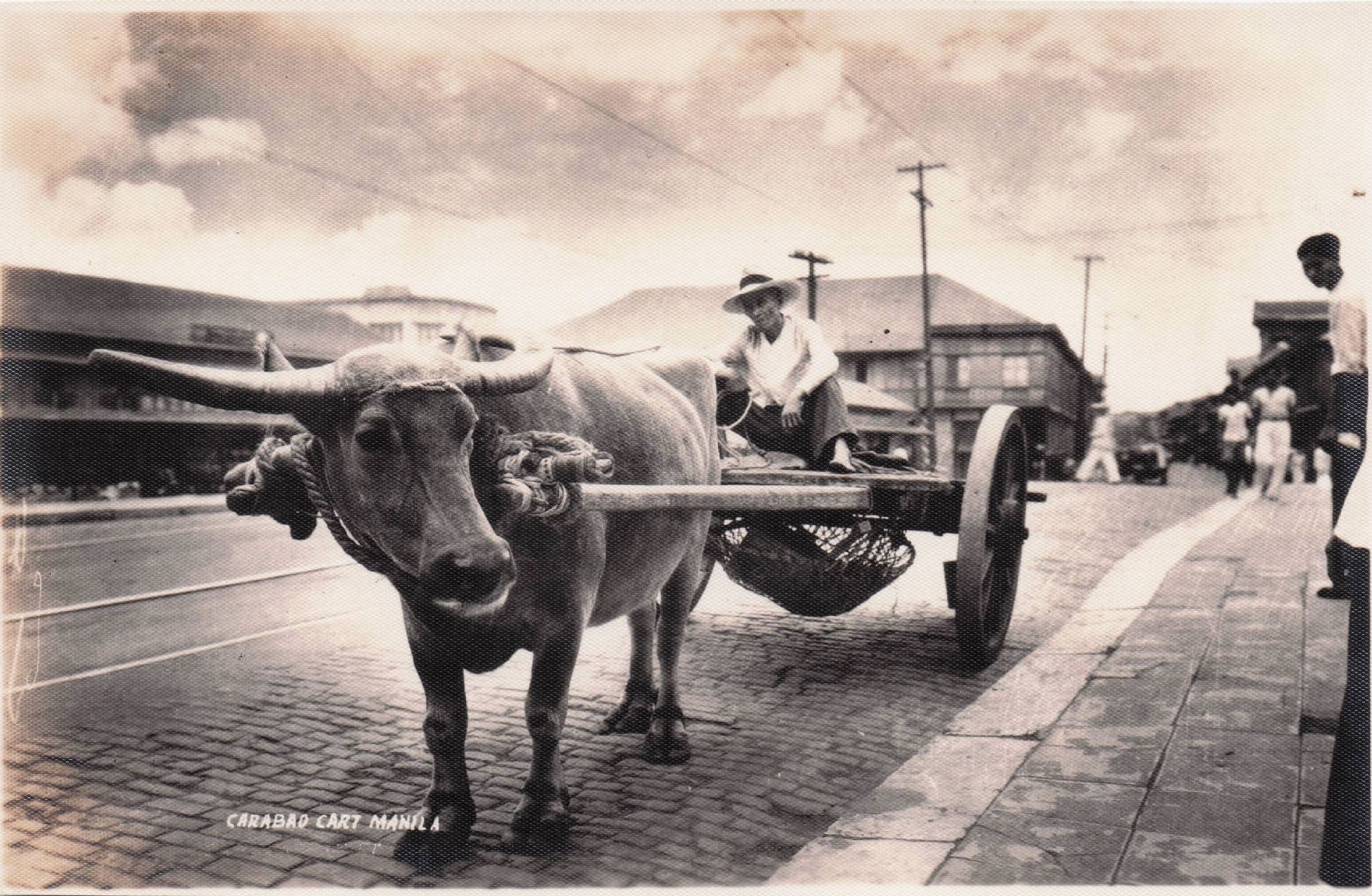 Carabao Buffalo Transport Manila Philippines Real Photo Old Postcard